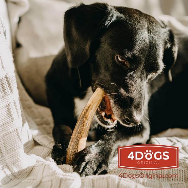 Produktbild 4Dogs Original Hirschgeweih für Hunde S, 10 cm, 20-50 g (50 g)