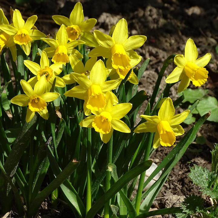 Produktbild Plant in a Box Narcissus Tête-à-Tête - 30er-Set Narzissenzwiebeln