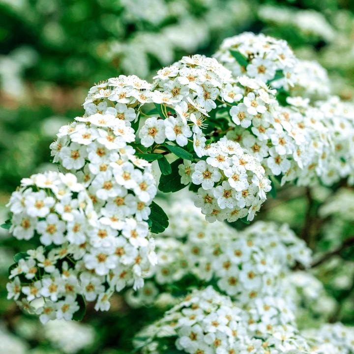 Actual product image Zulauf Tosa Spirea (80 cm)