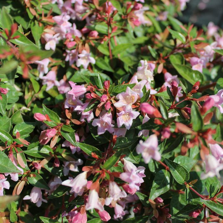 Image du produit Zulauf Abelie / Abelia 'Edward Goucher' (70 cm)