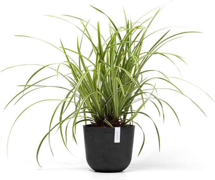 Actual product image Ecopots Oslo Mini (19 cm)