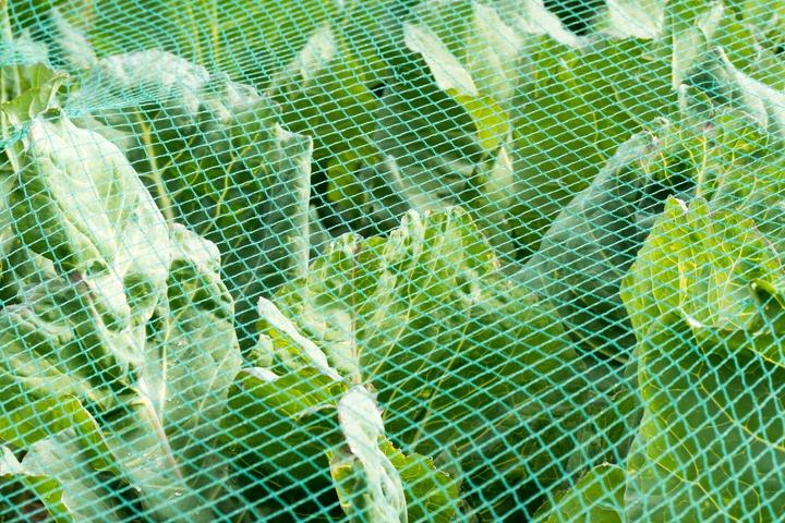 Produktbild Aquagart Teichnetz 6m x 8m Reiherschutz Silonetz Laubschutznetz Vogelschutznetz Laubnetz