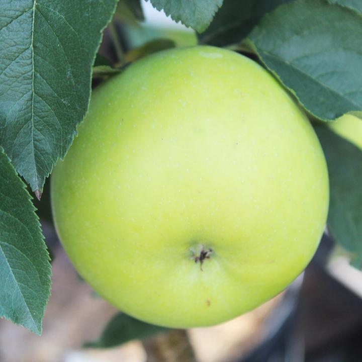 Produktbild Zulauf Säulen-Apfel / Malus (SÄU) Goldlane (100 cm)