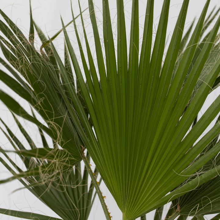 Produktbild Plant in a Box Washingtonia Robusta - 2er Set Mexikanische Fächerpalme (50 cm)