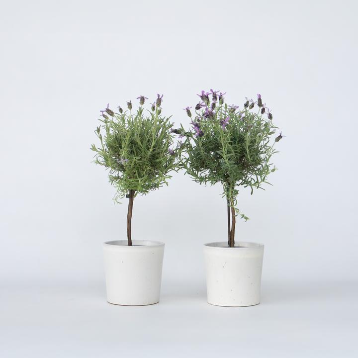 Produktbild Plant in a Box Lavandula stoechas 'Anouk' - 2er-Set Lavendelbaum (45 cm)
