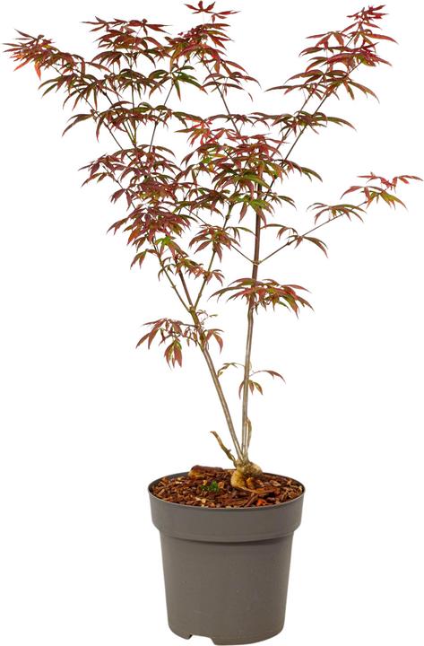 Immagine prodotto Plant in a Box Acer palmatum 'Starfish' - Acero (60 cm)