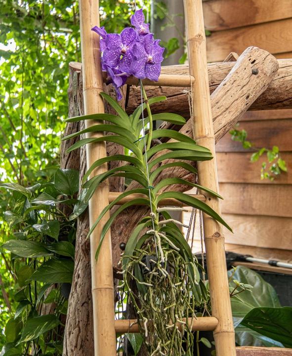 Produktbild Plant in a Box Vanda New Blue - Orchidee (55 cm)