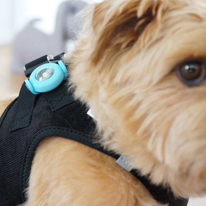 Produktbild Curli Luumi LED (Hund, Allgemein)