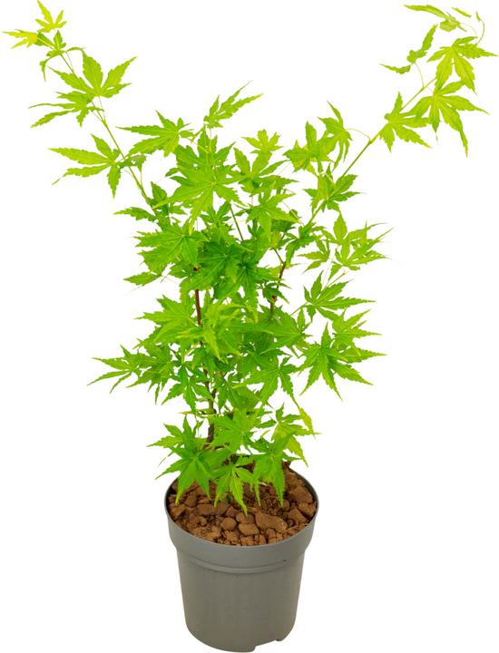 Produktbild Plant in a Box Acer palmatum 'Going Green' - Japanischer Ahorn (25 cm)