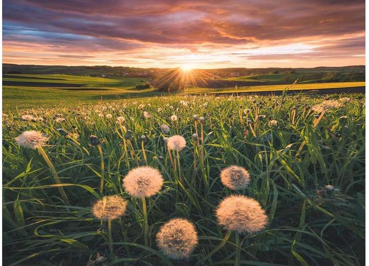 Productafbeelding Ravensburger Puzzel - Paardenbloemen in de zonsondergang - Nature Edition 500 stukjes (500 onderdelen)