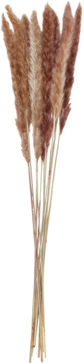 Image du produit micasa Herbe de la pampa (65 cm)