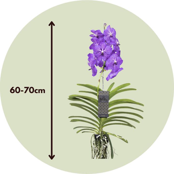 Produktbild Plant in a Box Vanda New Blue - Orchidee (55 cm)