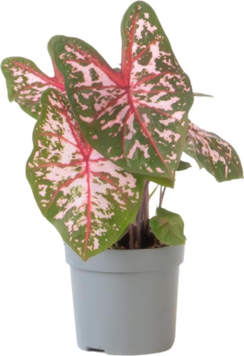 Plant in a Box Caladium Carolyn Whorton - (25 cm)