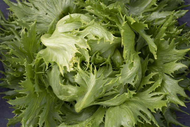 Actual product image Zollinger Bio Batavia Salad, Ice Queen (Seedlings)