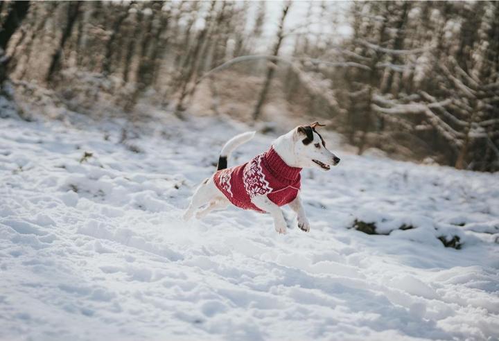 Image du produit Hunter Dogcoat Birka 30, red - (203469) (30, Pull-over pour chien)