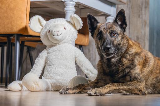 Immagine prodotto Beeztees Bz Plu HD Splz XL Pecora Jessy (Cane di peluche)