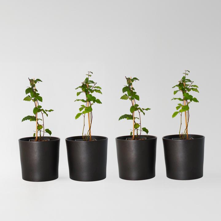 Produktbild Plant in a Box Rubus fruticosus Thornfree - 4er Set Brombeerpflanzen (50 cm)