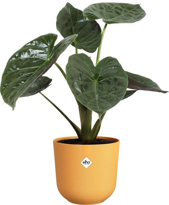 Image du produit Elho Jazz rond (23 cm)