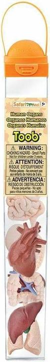 Actual product image Safari Human organs