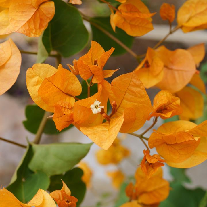Image du produit Plant in a Box Bougainvillier 'Dania' - (50 cm)