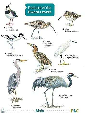 Actual product image Features of the Gwent Levels (English, Mike Langman, Lizzie Harper, Chris Shields, Keith Harris, Mark Lewis, Kate Rodgers, Kathy Barclay, 2020)