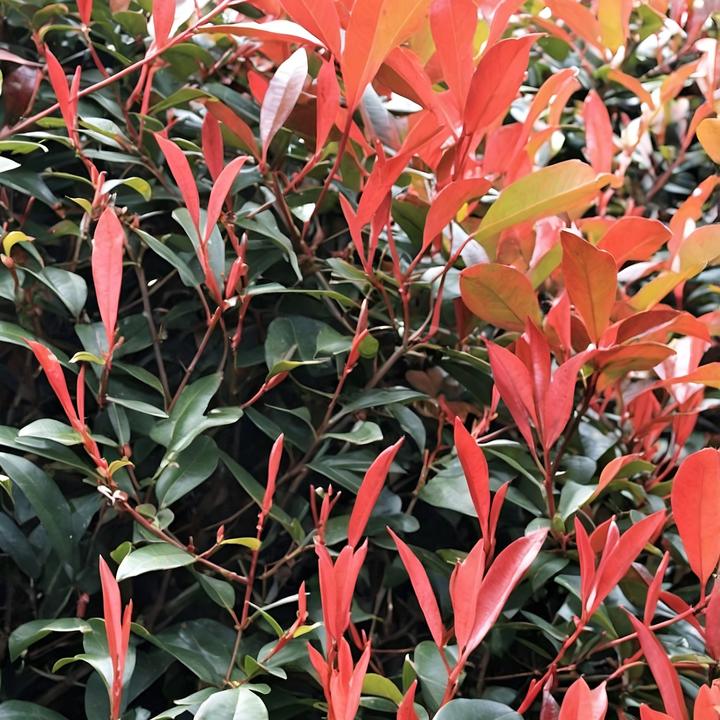 Produktbild Plant in a Box Photinia fraseri Red Robin - 6er Set Glanzmispel Pflanze (30 cm)