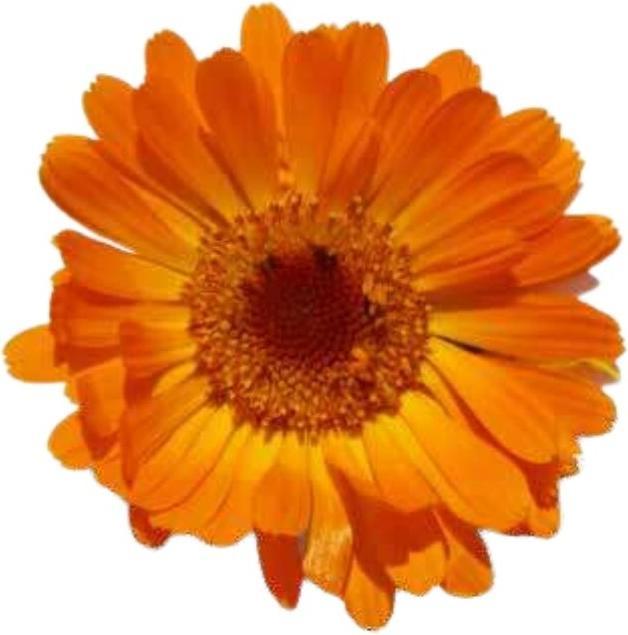 Immagine prodotto Officinalis Dalla Grana Officinalis Calendula Arancio Bustina (CLONE) (Crema corpo, 100 ml)