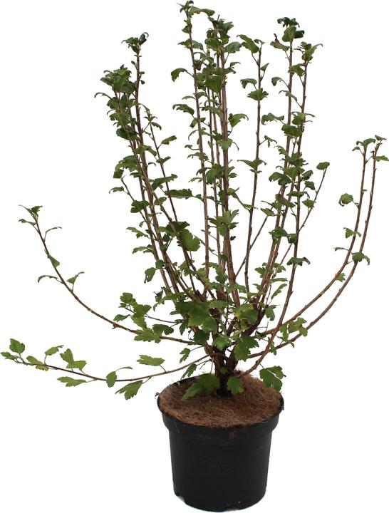 Actual product image Zulauf Alpine Current (50 cm)
