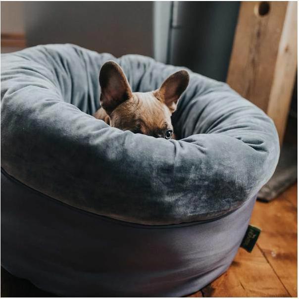 Actual product image Hunter Dog and cat sleeping Miranda (Dog, Cat)