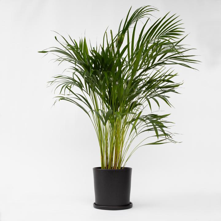 Produktbild Plant in a Box Dypsis Lutescens - Areca Goldfruchtpalme (100 cm)