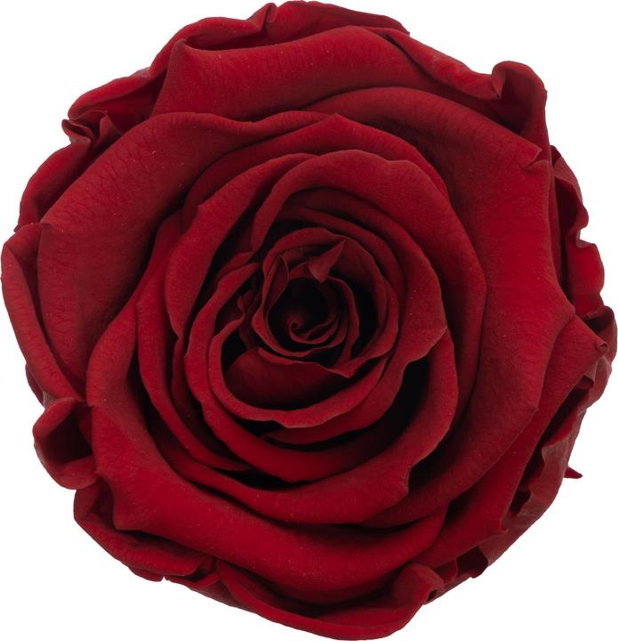 Produktbild Migros Ostschweiz Premium Rose (Stabilisierte Rose) in Box mit Schublade (Infinity Blumen)