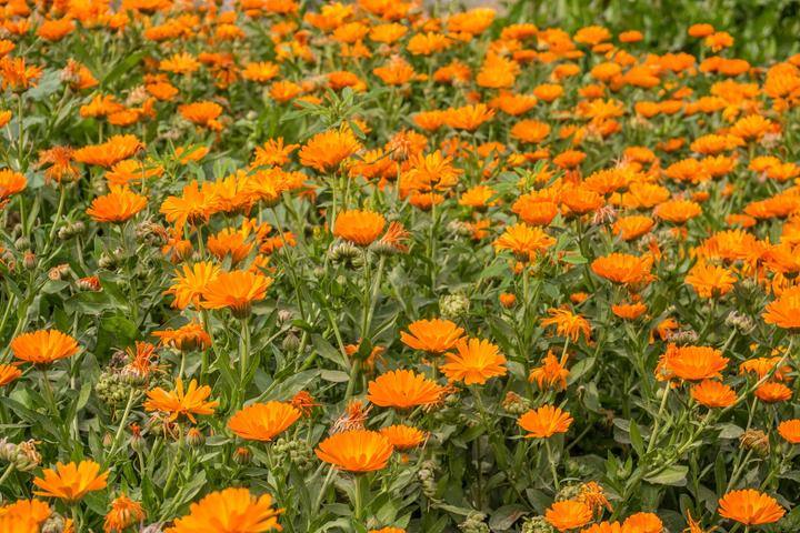 Produktbild Living Seeds Ringelblume (Blumensamen)