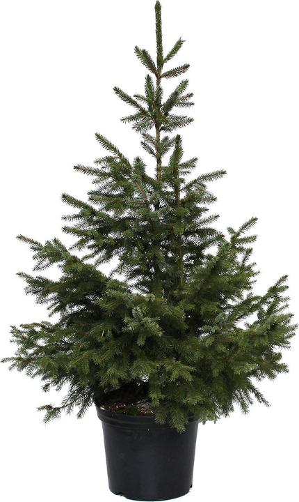 Image du produit Zulauf Serbische Fichte / Picea omorika (125 cm)