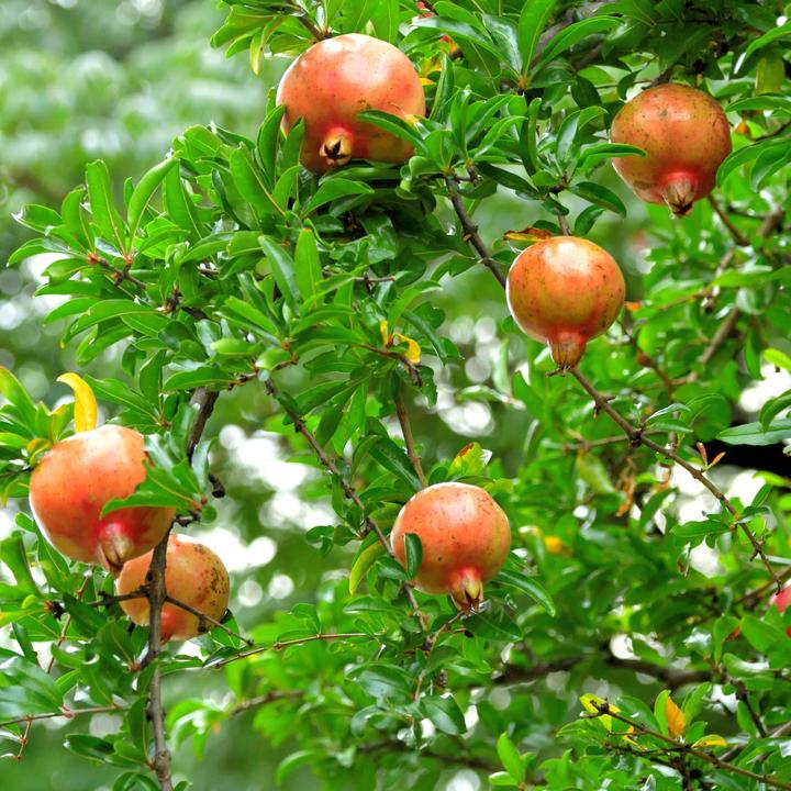 Actual product image Plant in a Box Punica Granatum - 3er Set Granatapfelbaum (25 cm)