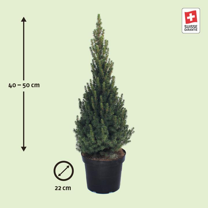 Image du produit Zulauf Zuckerhut-Fichte / Picea glauca 'Conica' (50 cm)