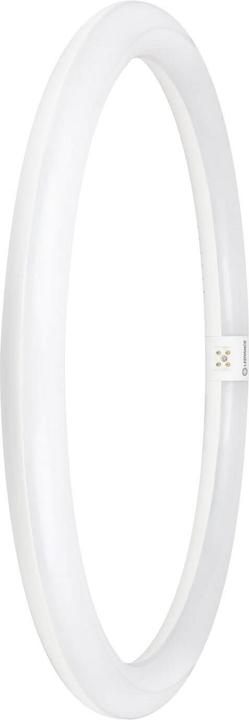 Image du produit Ledvance Tube en anneau (G10q, 24 W, 2900 lm, 1 x, E)