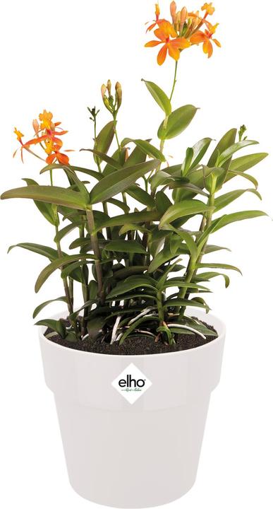 Actual product image Elho B.for Original Round (35 cm)