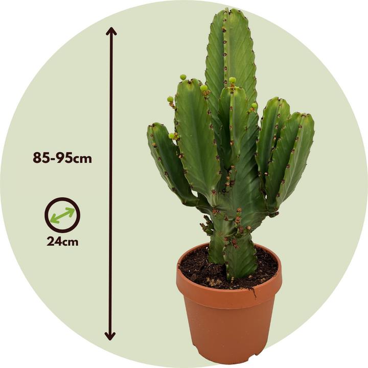 Produktbild Plant in a Box Euphorbia Ingens - Cowboy-Kaktus (85 cm)
