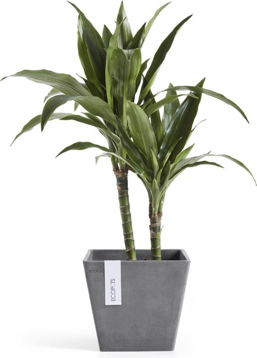 Actual product image Ecopots Rotterdam (20 cm)