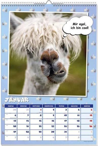 Image du produit Calendrier des affiches Coole Lamas 2025 (Allemand)