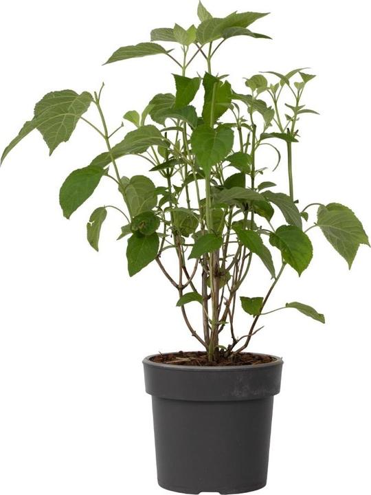 Produktbild Plant in a Box Hydrangea Strong Annabelle - Hortensie (30 cm)
