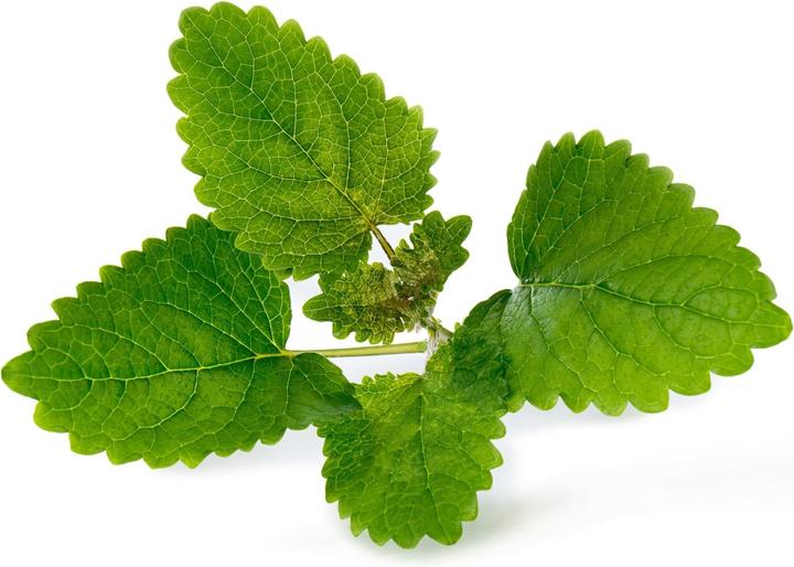 Immagine prodotto Véritable Menta piperita biologica (Semi di erbe)