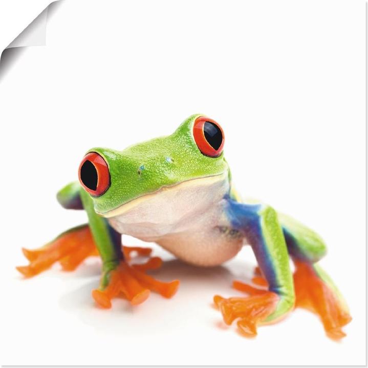 Image du produit Artland Tableau toile sur châssis Gros plan d'une grenouille sur fond blanc T5WY (30x30 cm)