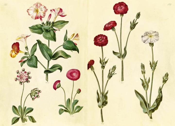 Immagine prodotto Das Grüne Florilegium – The Green Florilegium (dt./engl.) (Tedesco, Hanne Kolind Poulsen, 2019)