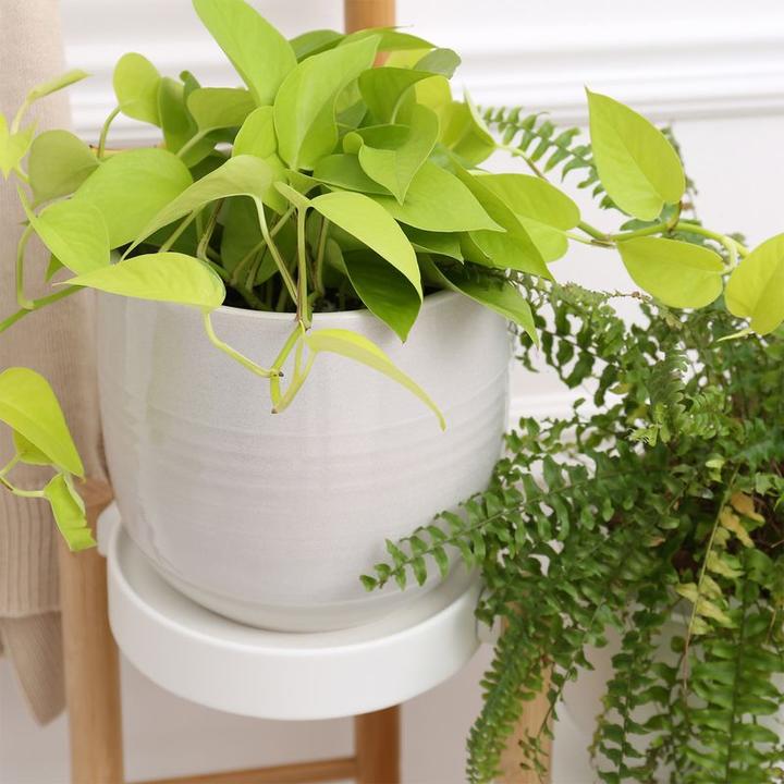 Actual product image Hermex Flower Stand Plant Stand Shelf Holder Stair Rack Flower Table