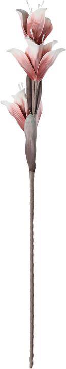 Actual product image EGLO LIVING Molave (85 cm)