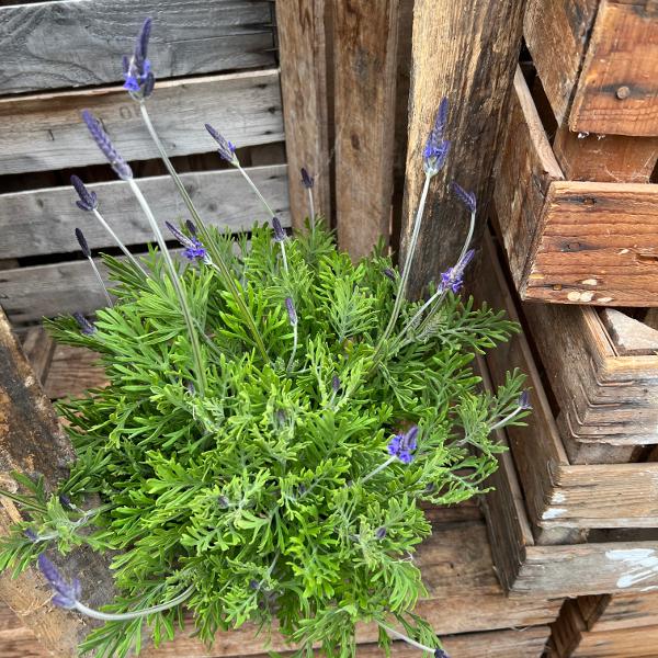Immagine prodotto Säntispracht La Lavanda Canaria - Lavendula 'pinnata' (80 cm)