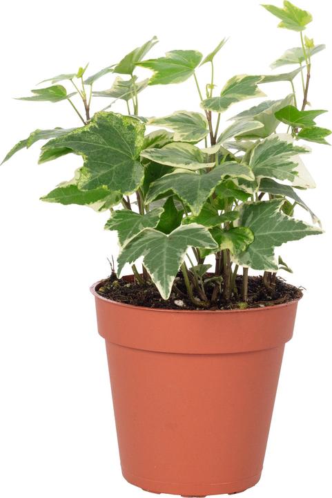 Image du produit Flowerbox Lierre commun- Hedera helix (15 cm)