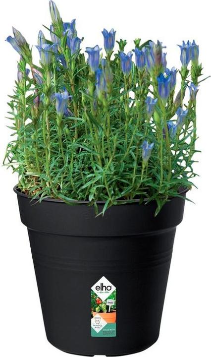 Produktbild Elho Green Basics (17 cm)
