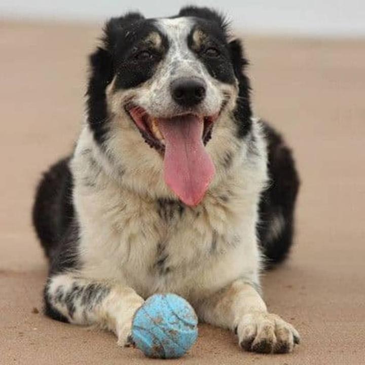 Produktbild Chuckit! Hundespielzeug